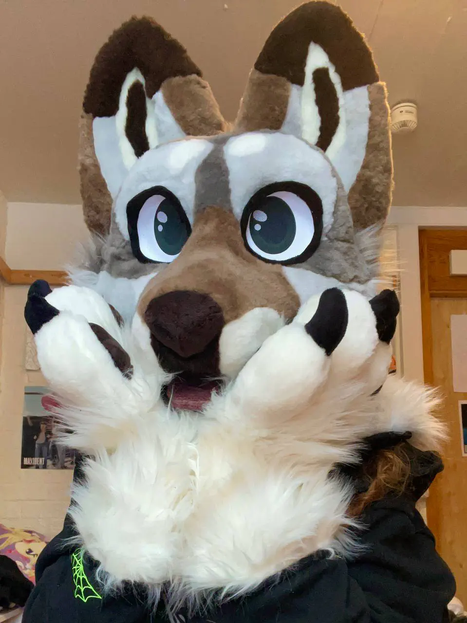 Fluffy Luke front view