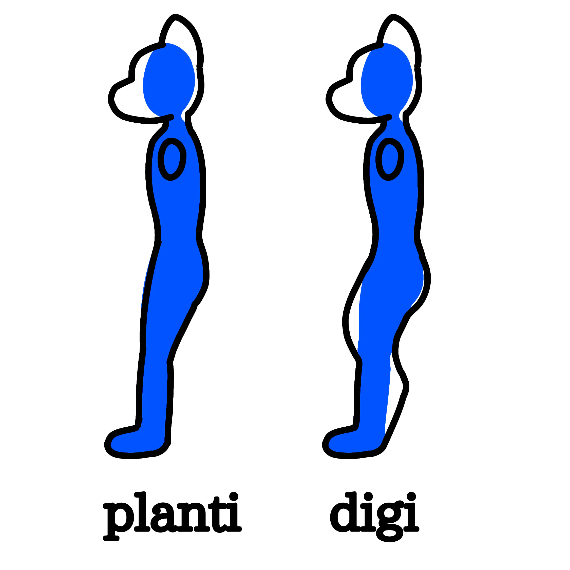 Digitigrade vs. plantigrade suit
