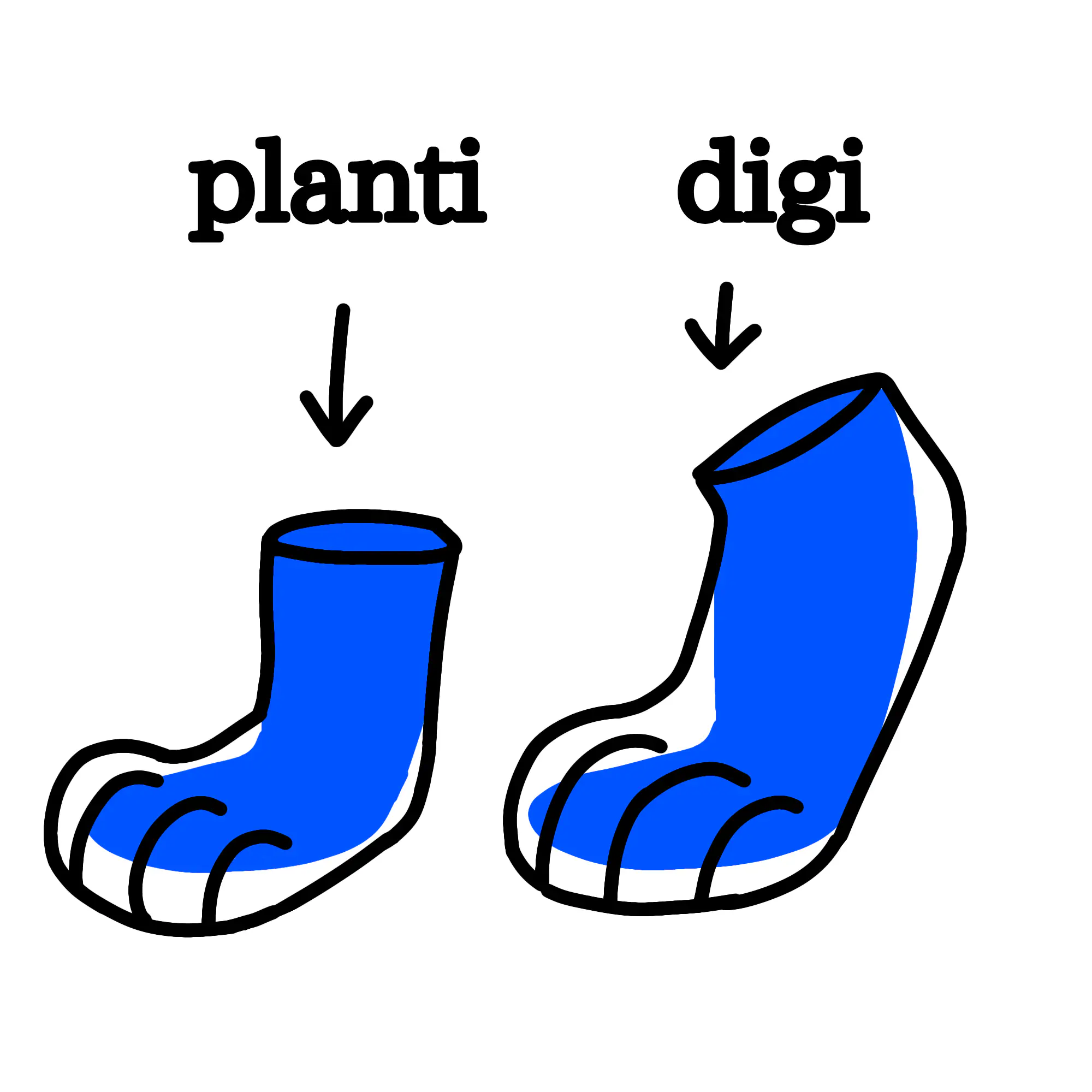 Digitigrade vs. plantigrade feetpaws